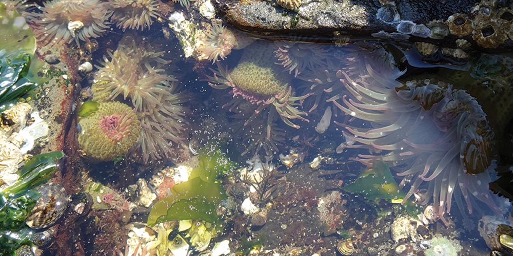 Portland Island Tide Pool